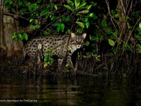 Fishing Cat