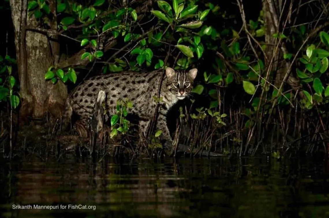 Fishing Cat